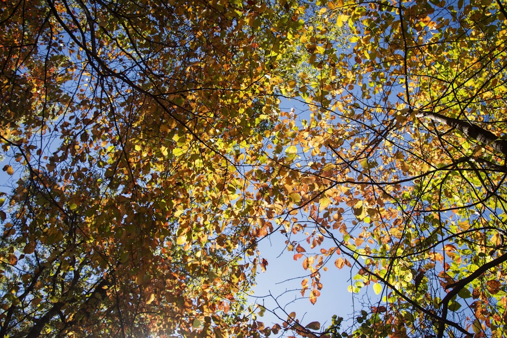 yellow and green leaves tree