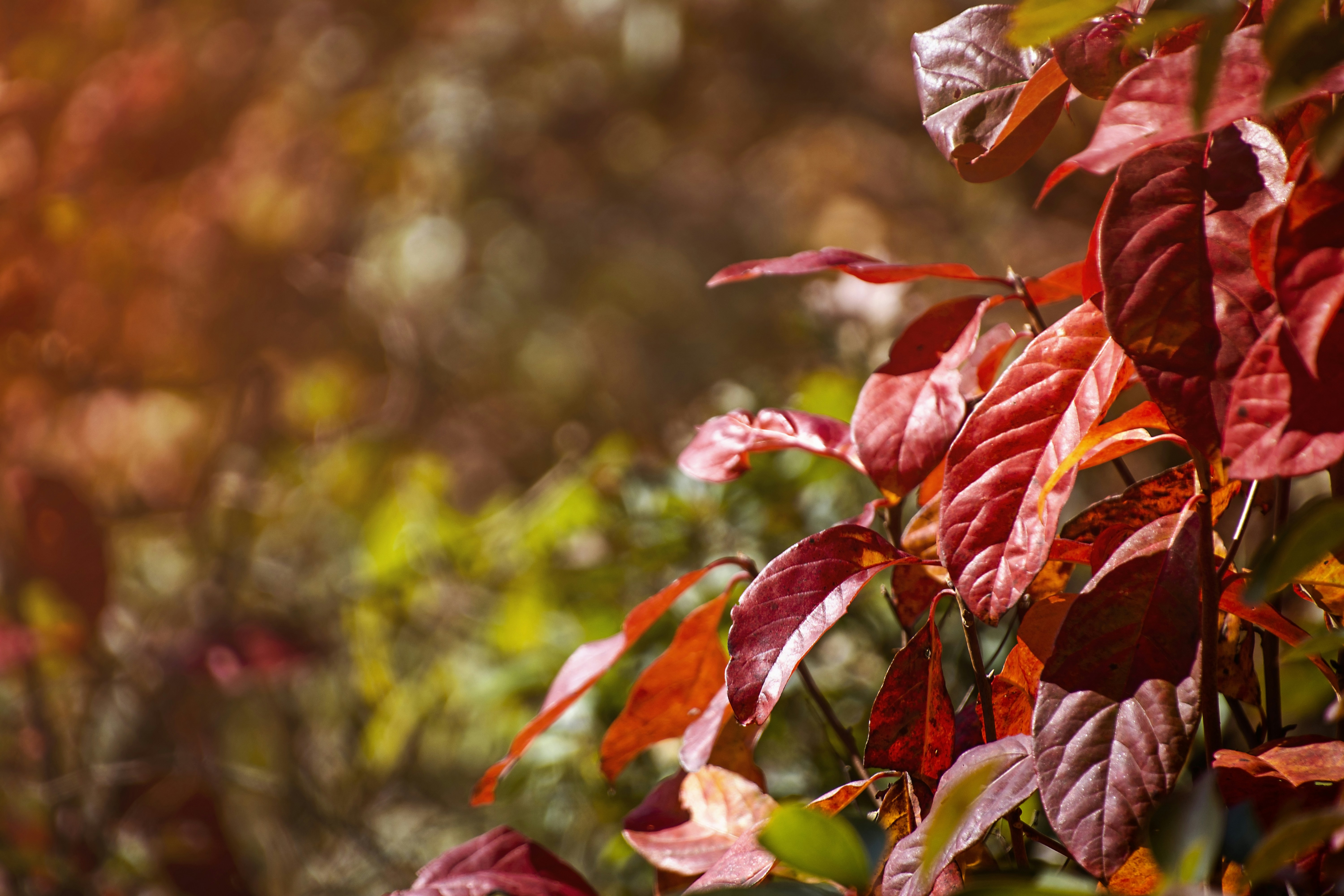 red and green leaves in tilt shift lens