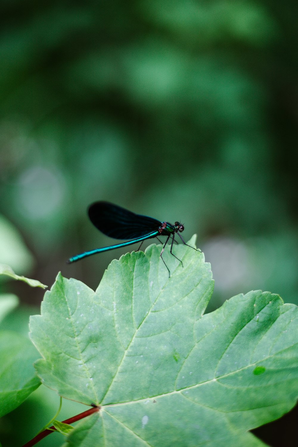 blue damselfly perched on green leaf in close up photography during daytime