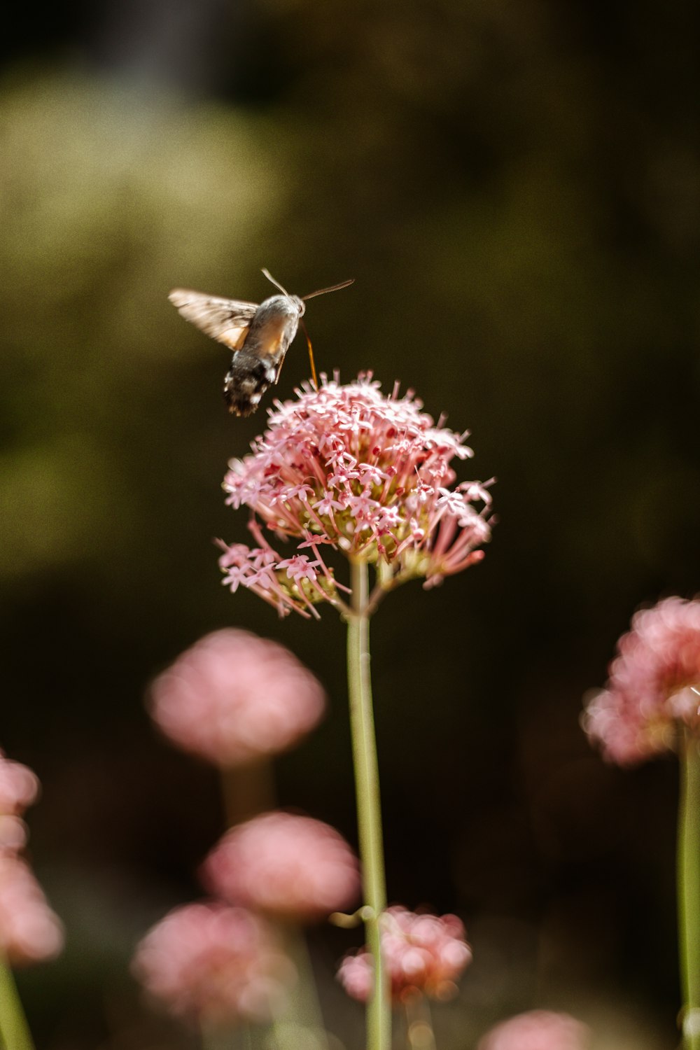 ピンクの花の上を飛ぶ茶色のハチドリ