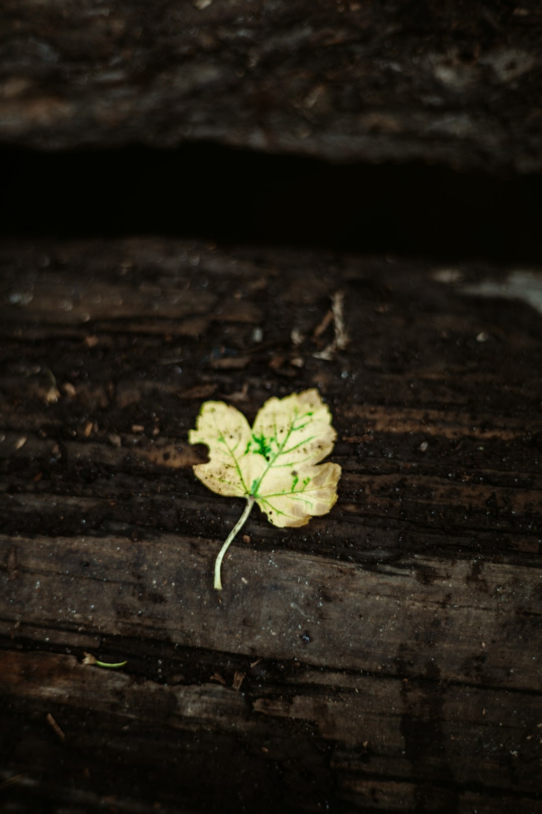 green leaf on brown wooden surface