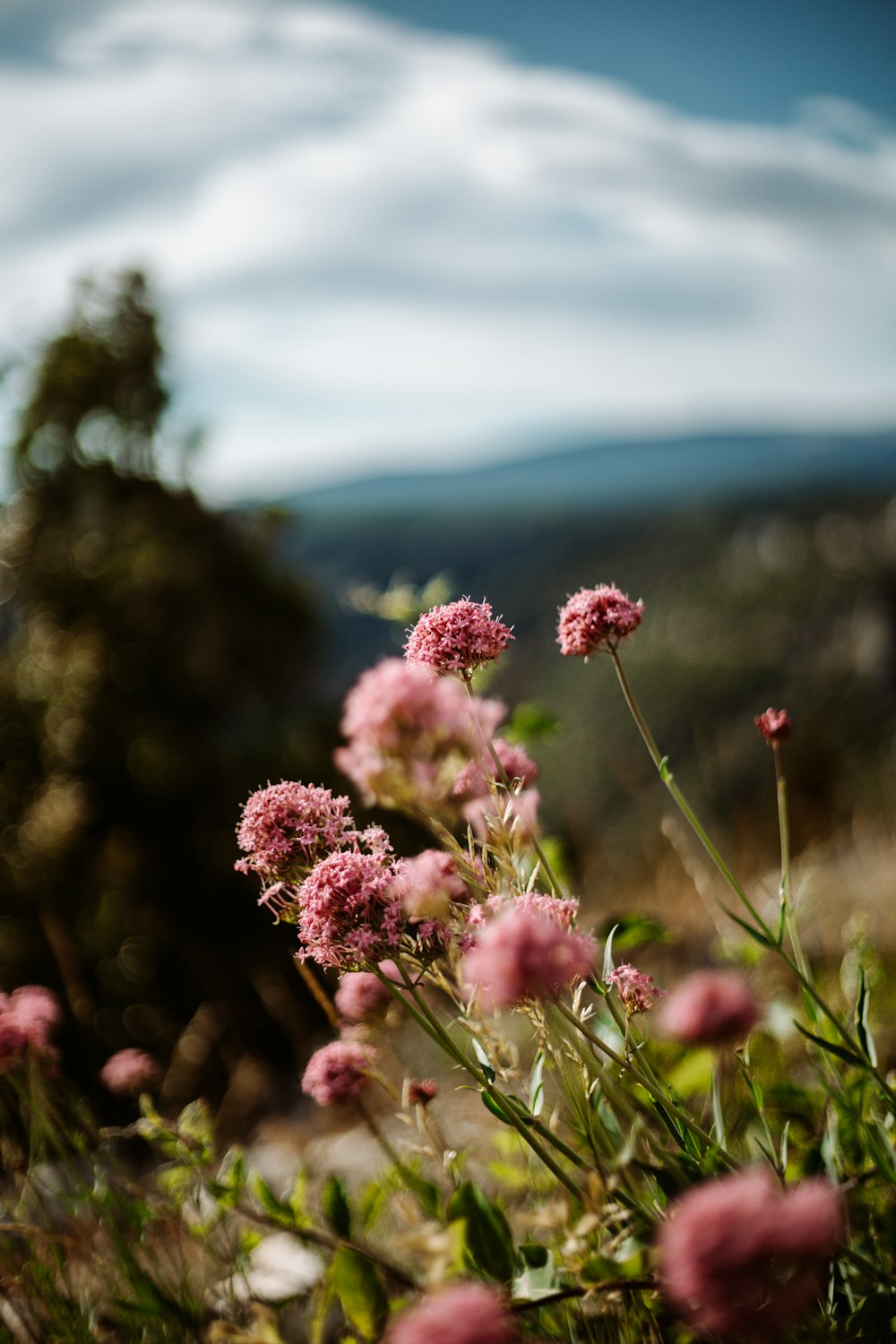 flores cor-de-rosa na lente tilt shift