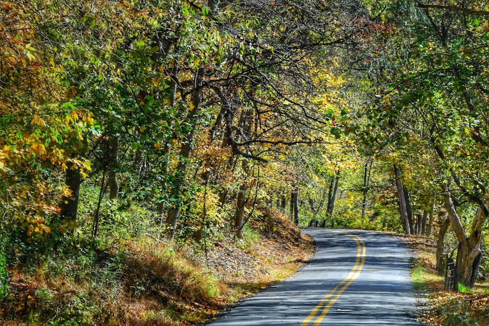 gray concrete road in between green trees during daytime