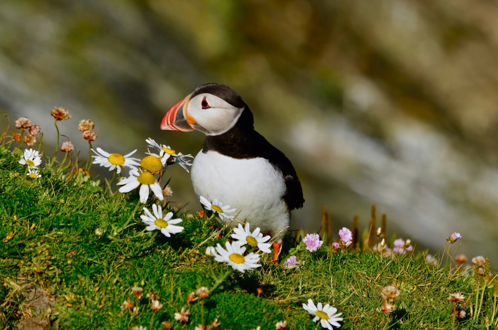 Oiseau blanc et noir sur herbe verte