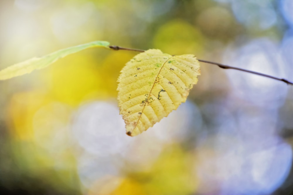 green leaf in macro photography