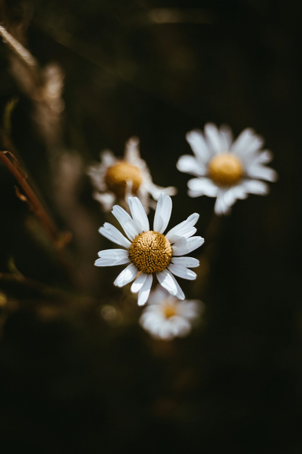 white and yellow daisy flowers