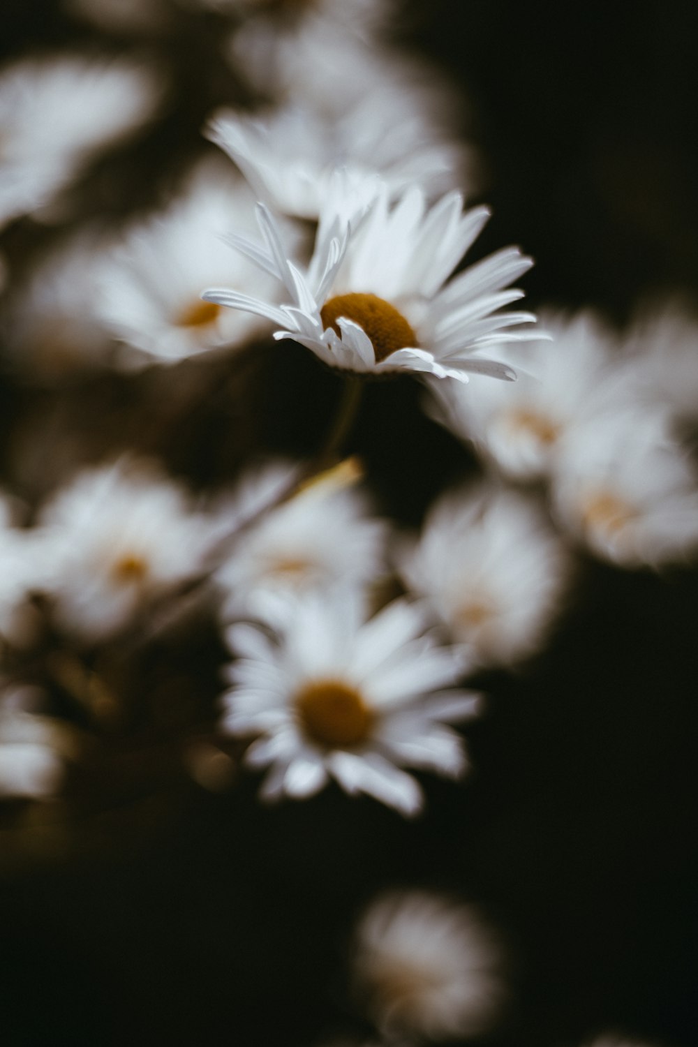 white daisy in bloom during daytime