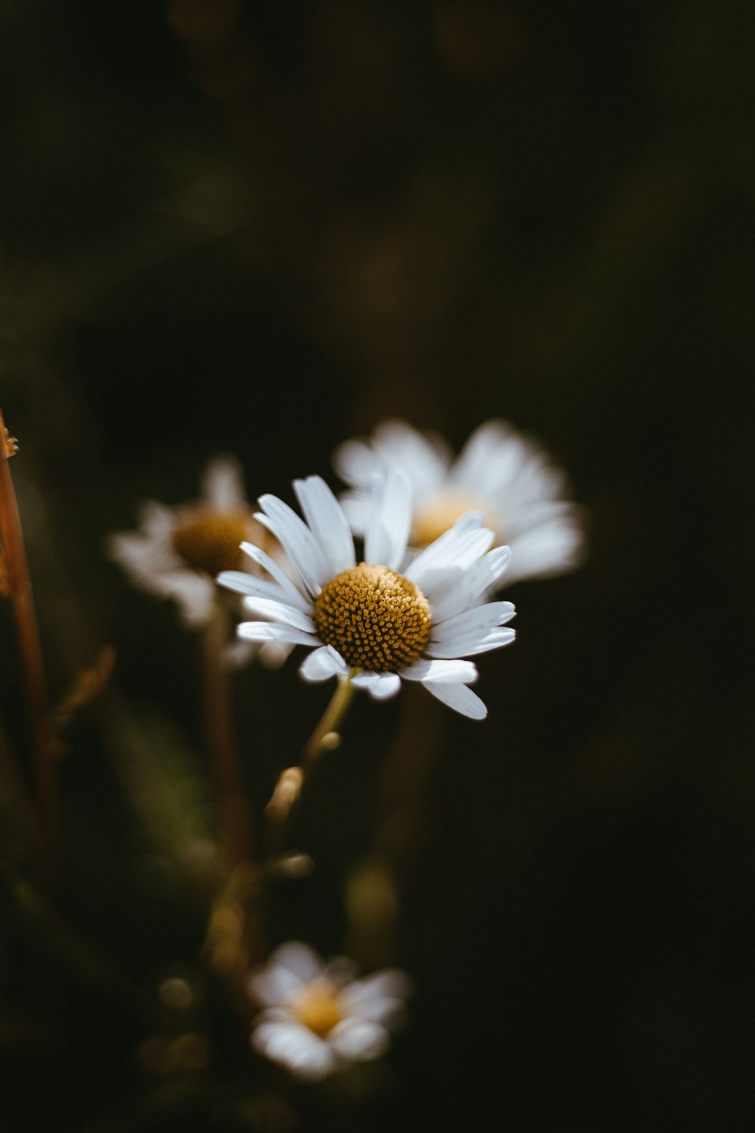 white daisy in bloom during daytime