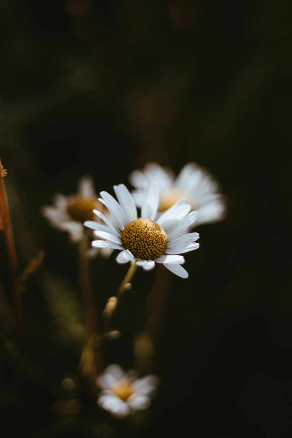 white daisy in bloom during daytime