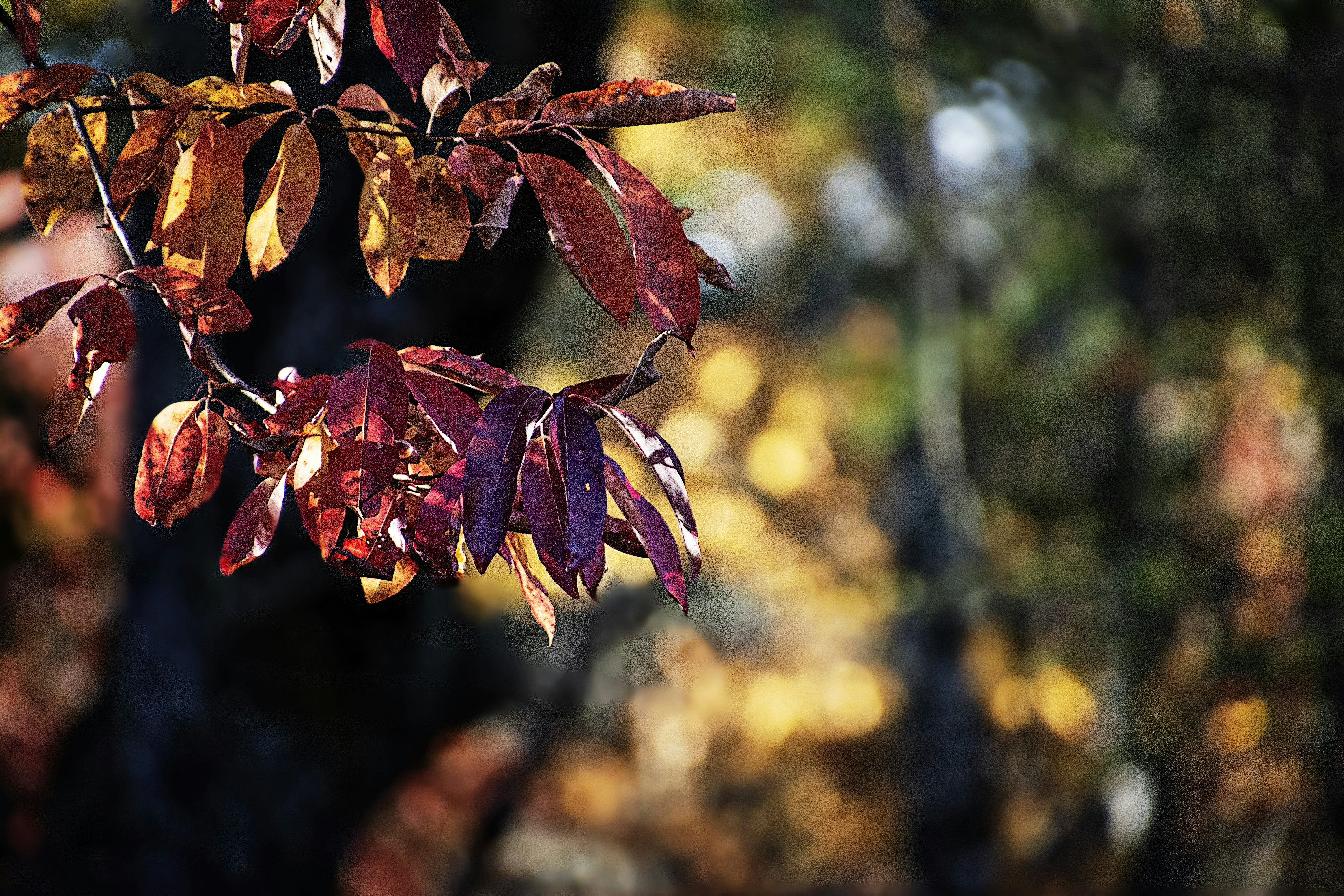 red and brown leaves in tilt shift lens