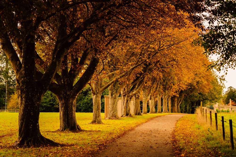 brown pathway between trees during daytime