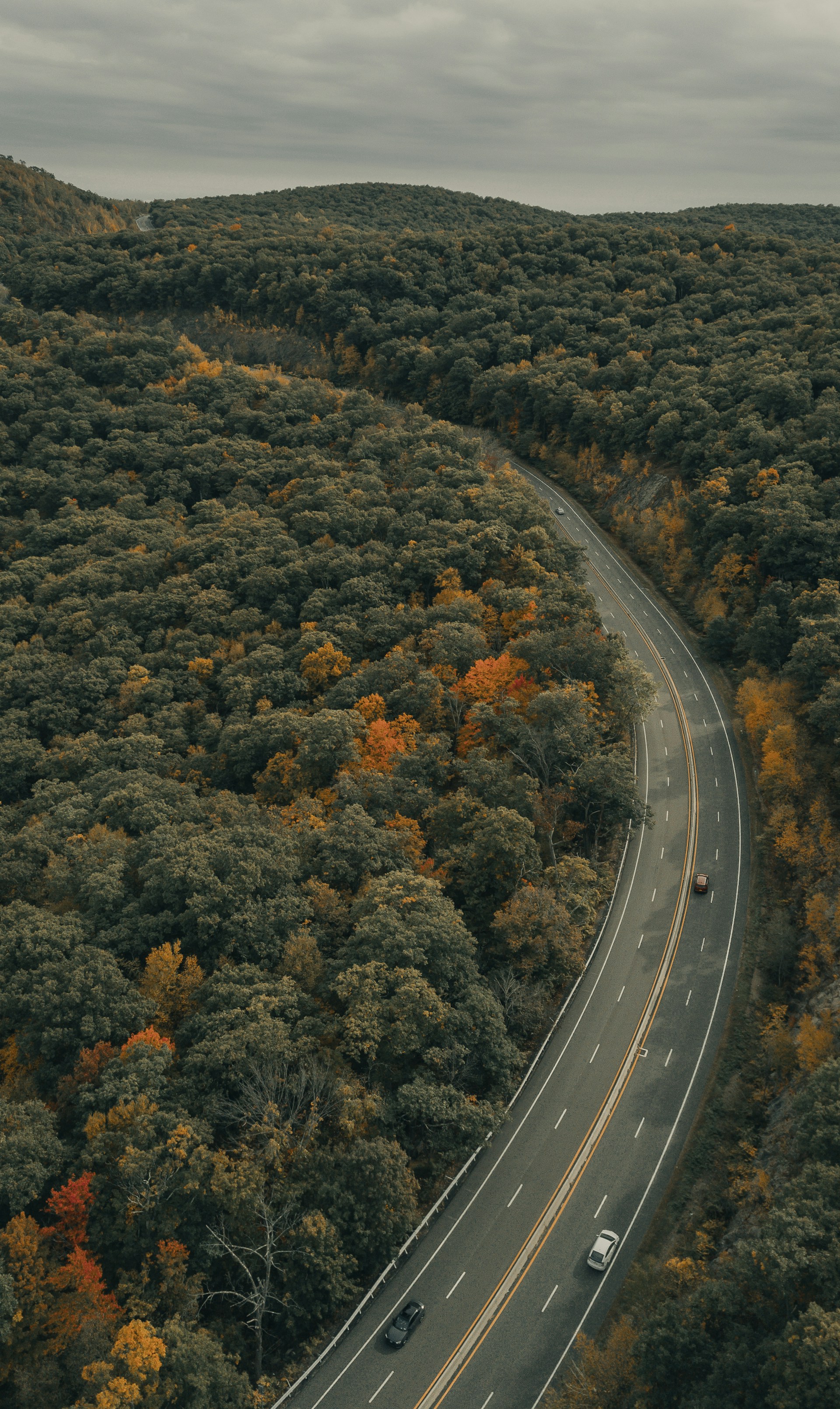 aerial view of road in the middle of green trees