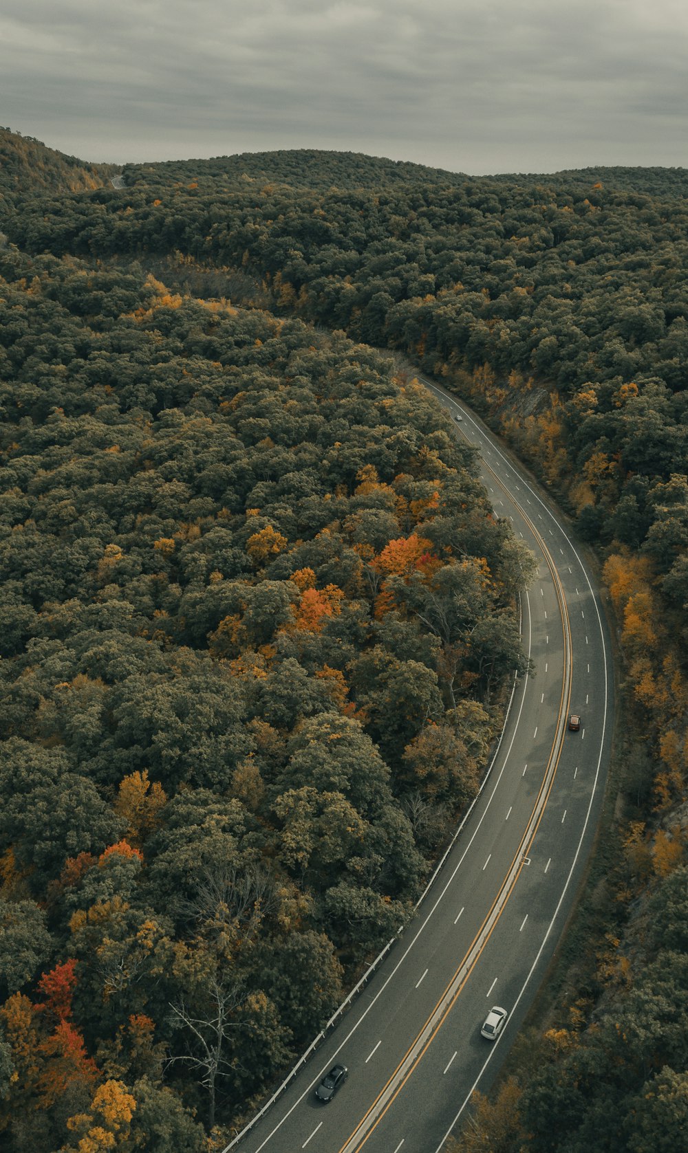 aerial view of road in the middle of green trees