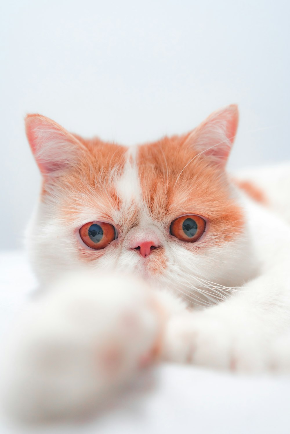 orange and white tabby cat