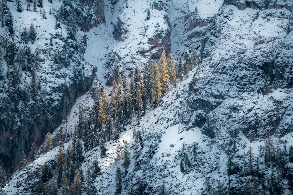 Abeti carichi di neve con le montagne di Cortina d&rsquo;Ampezzo sullo sfondo in inverno