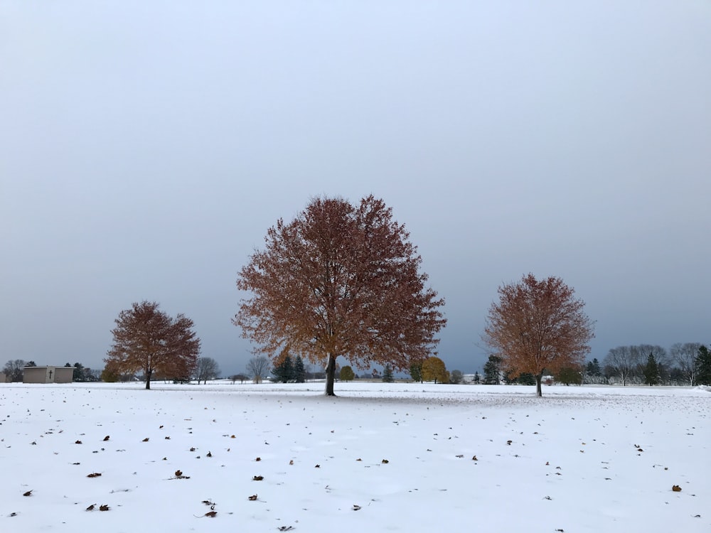 Árbol marrón en un suelo cubierto de nieve durante el día