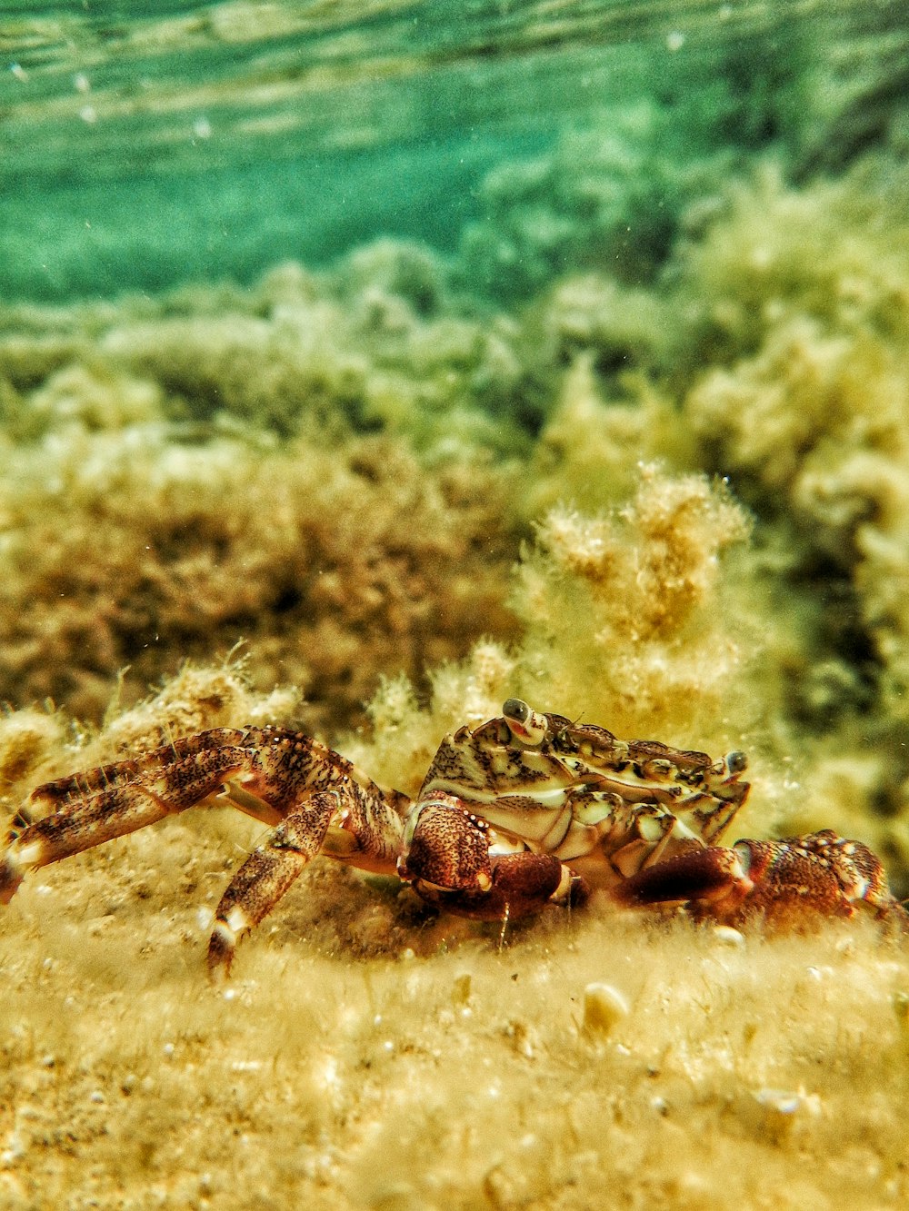 brown and white crab on body of water