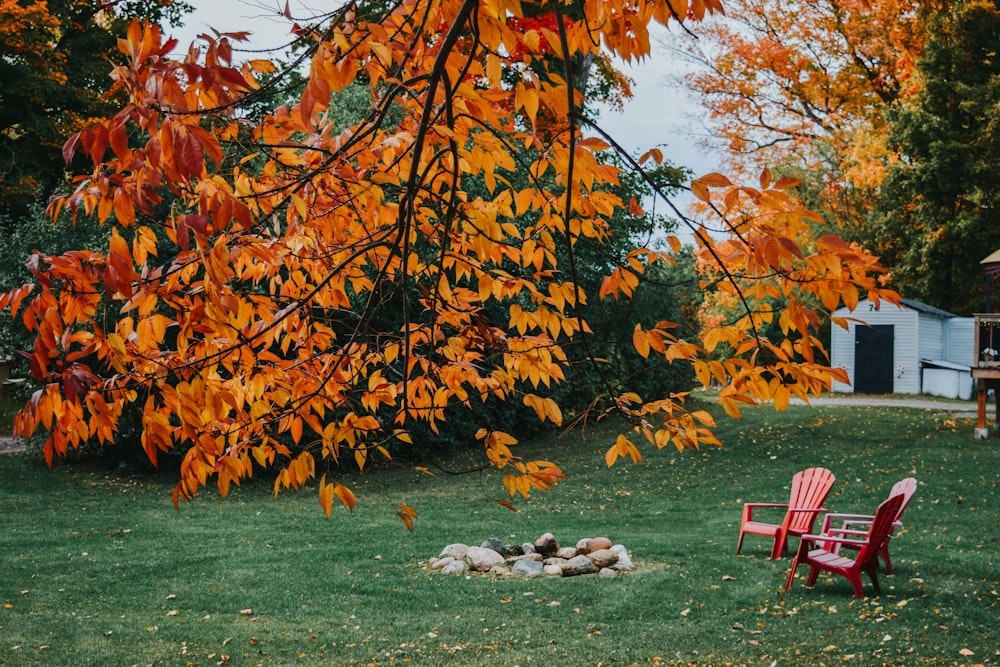 red wooden bench on green grass field near brown leaves tree during daytime