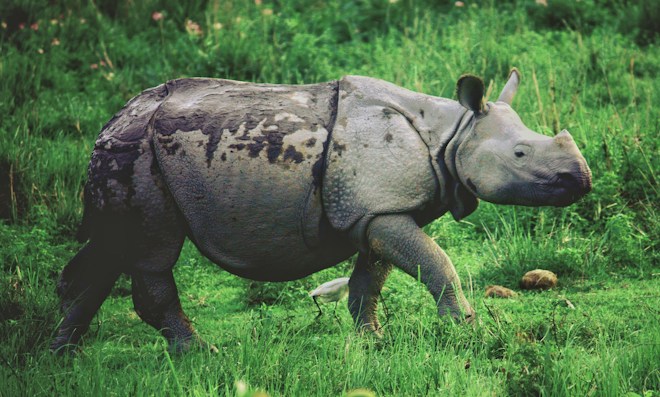 A single rhinoceros walks through a grassy field. Its rugged skin is mottled with darker patches, providing a textured appearance. The lush green grass contrasts with the rhino's grayish body, while small patches of pink flowers dot the background.