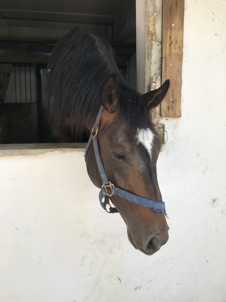 Durable Horse Halter