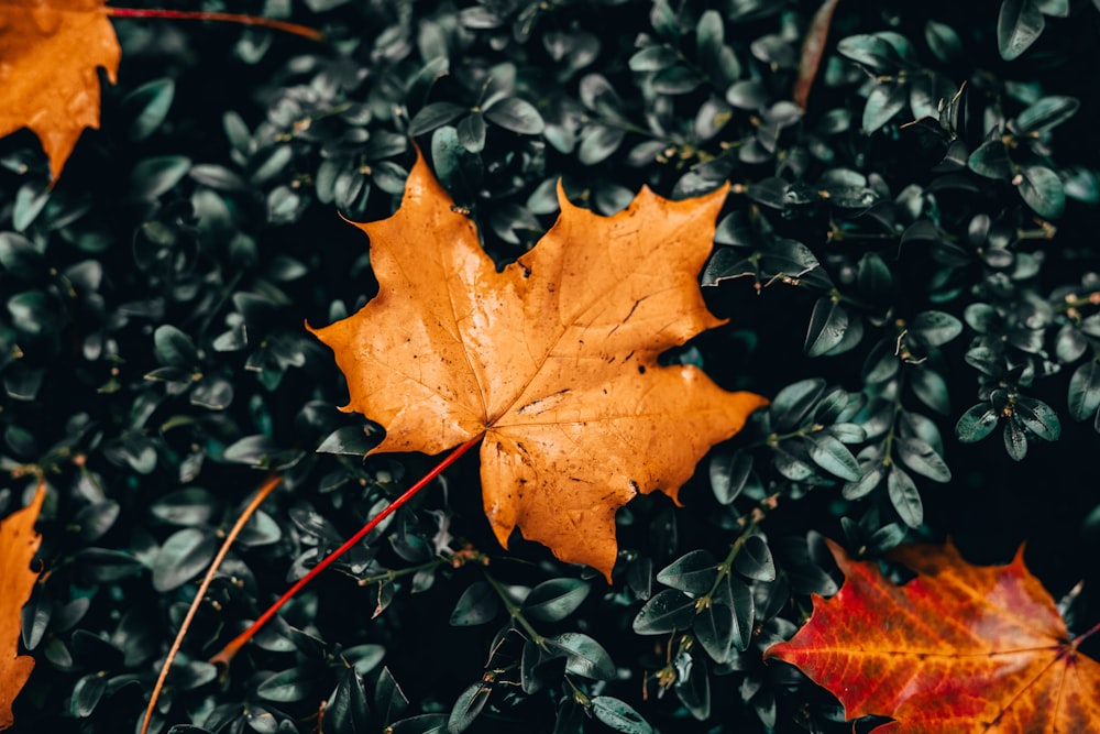 brown maple leaf in close up photography