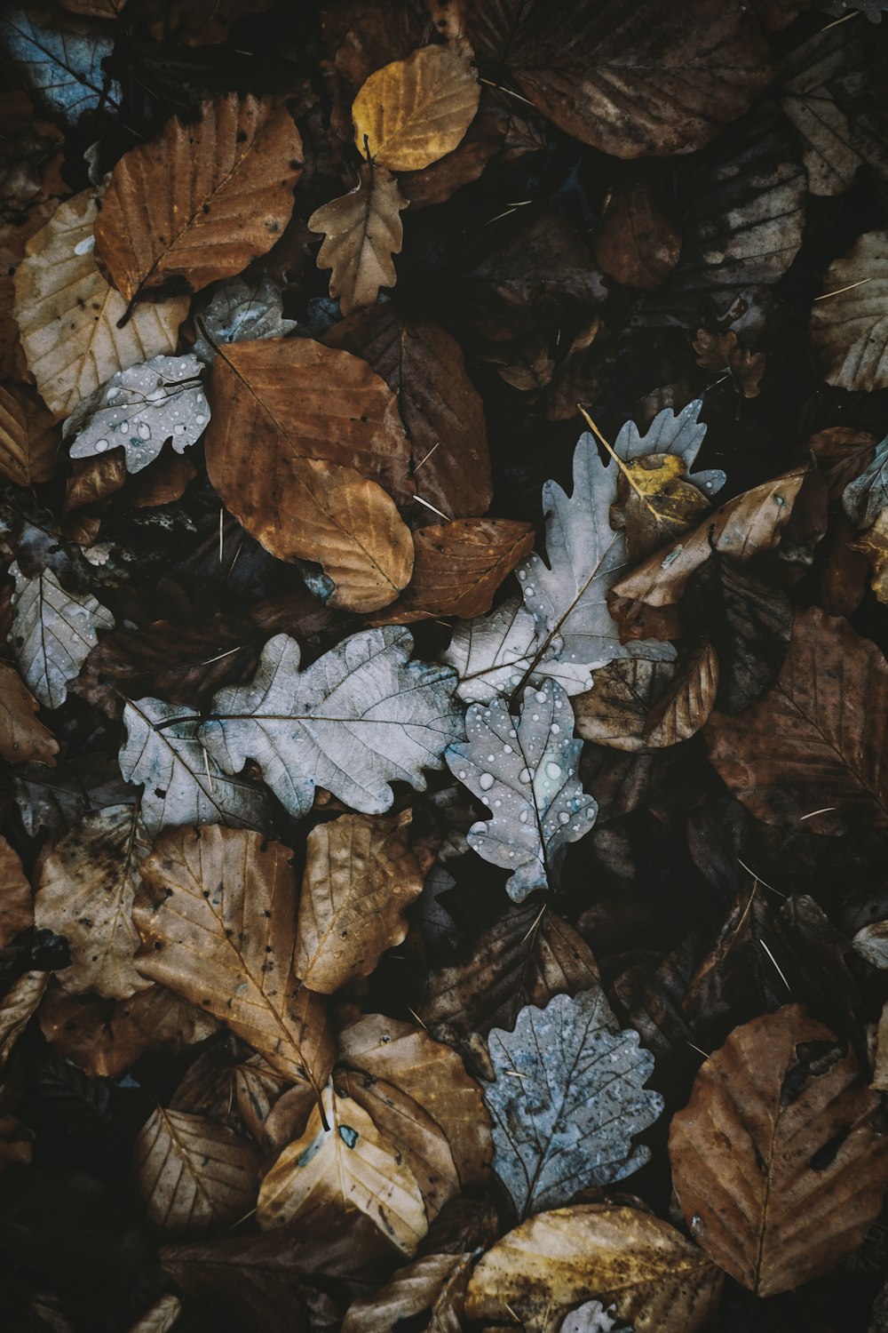 brown dried leaves on ground