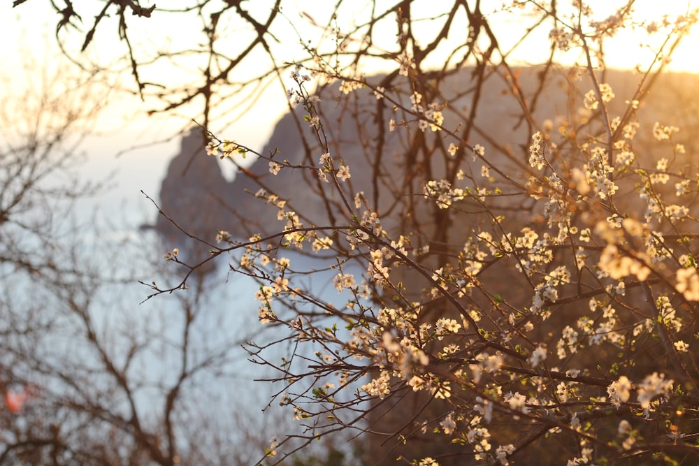 brown tree with white flowers during daytime