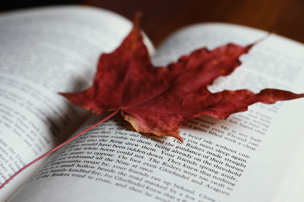 red maple leaf on book page