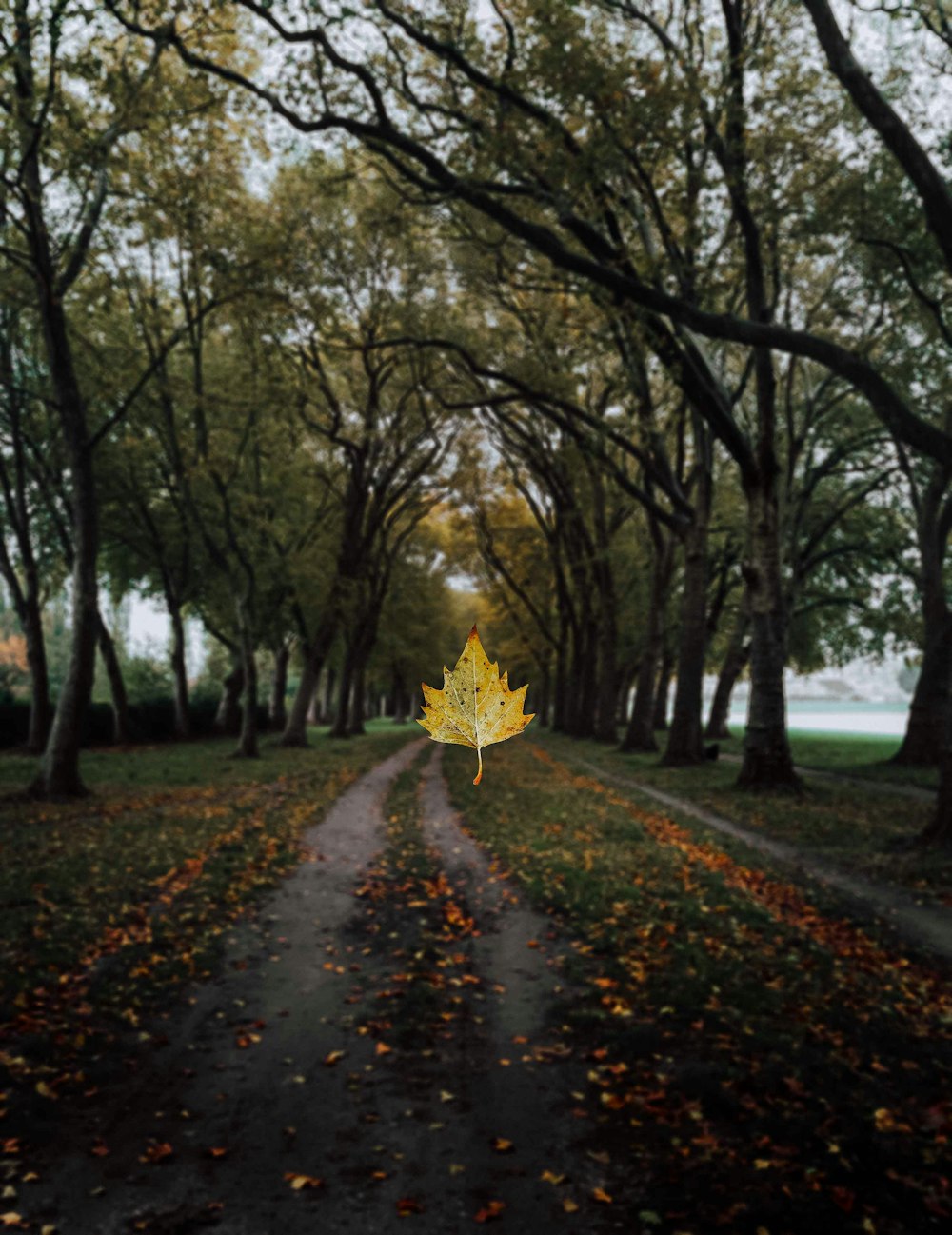 yellow maple leaf on the ground