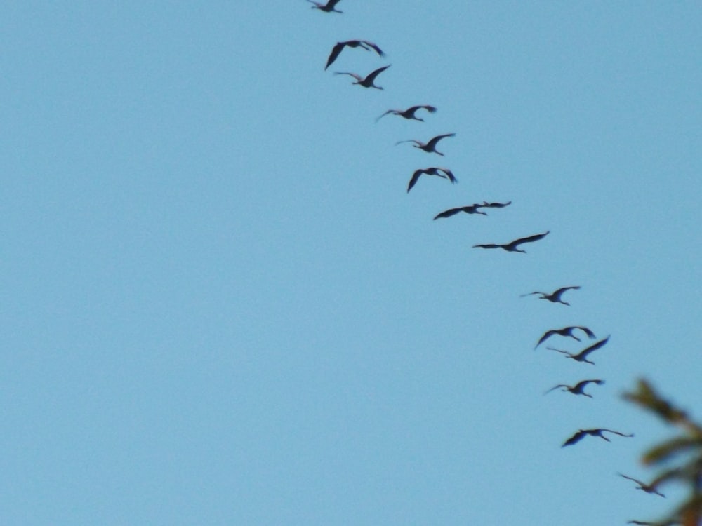 birds flying under blue sky during daytime