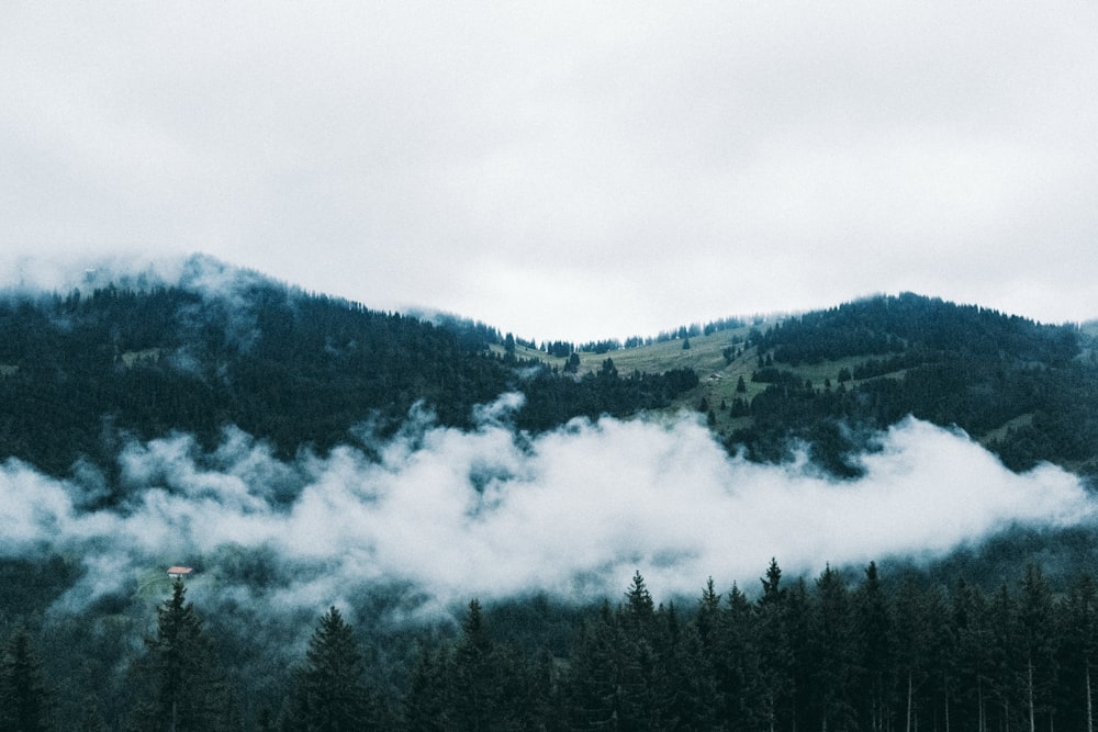 낮에는 흰 구름 아래 산에 푸른 나무들