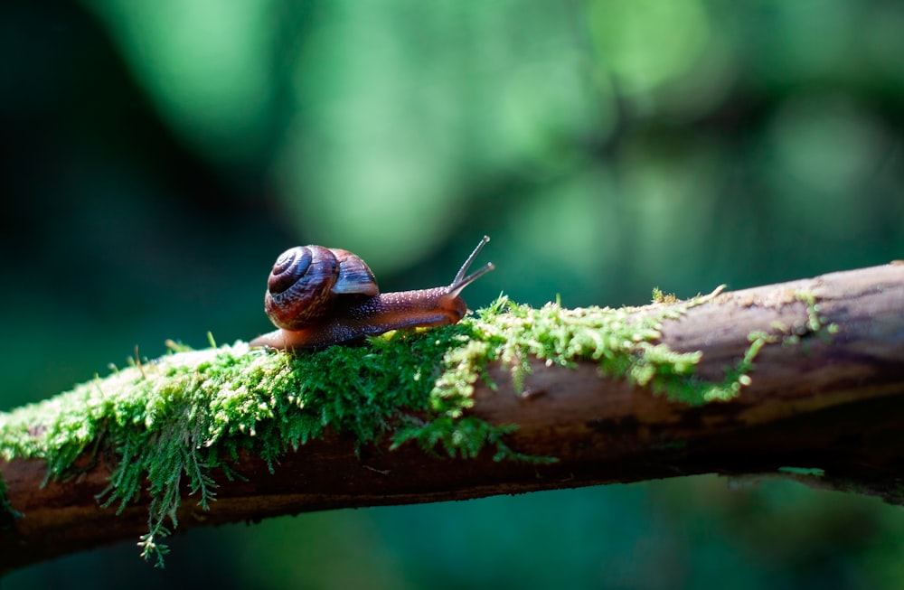 brown snail on brown tree branch