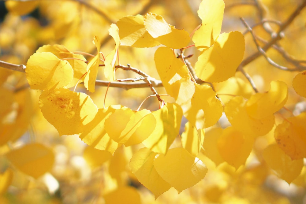 yellow flowers on brown tree branch