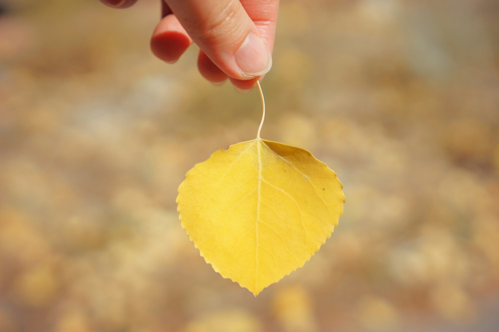 yellow leaf on persons hand