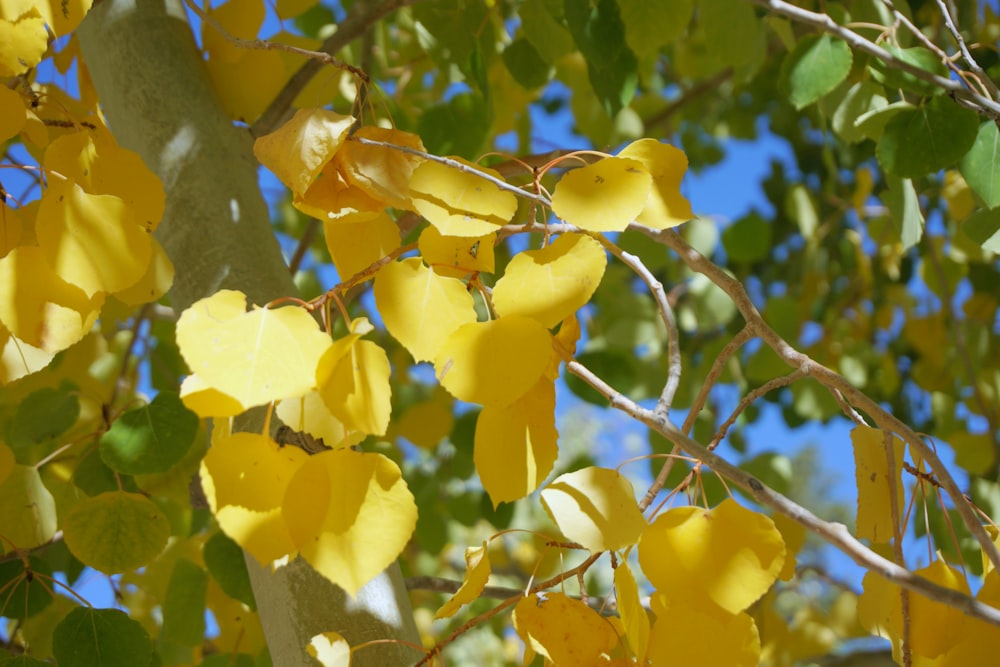 yellow flowers on brown tree branch during daytime