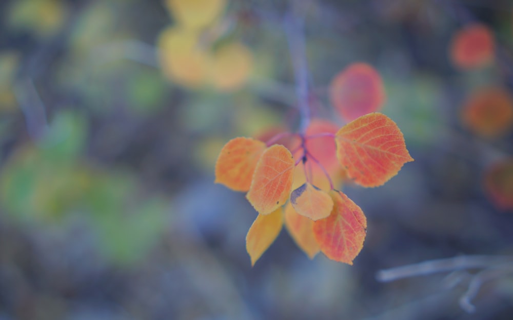 red and yellow leaves in tilt shift lens