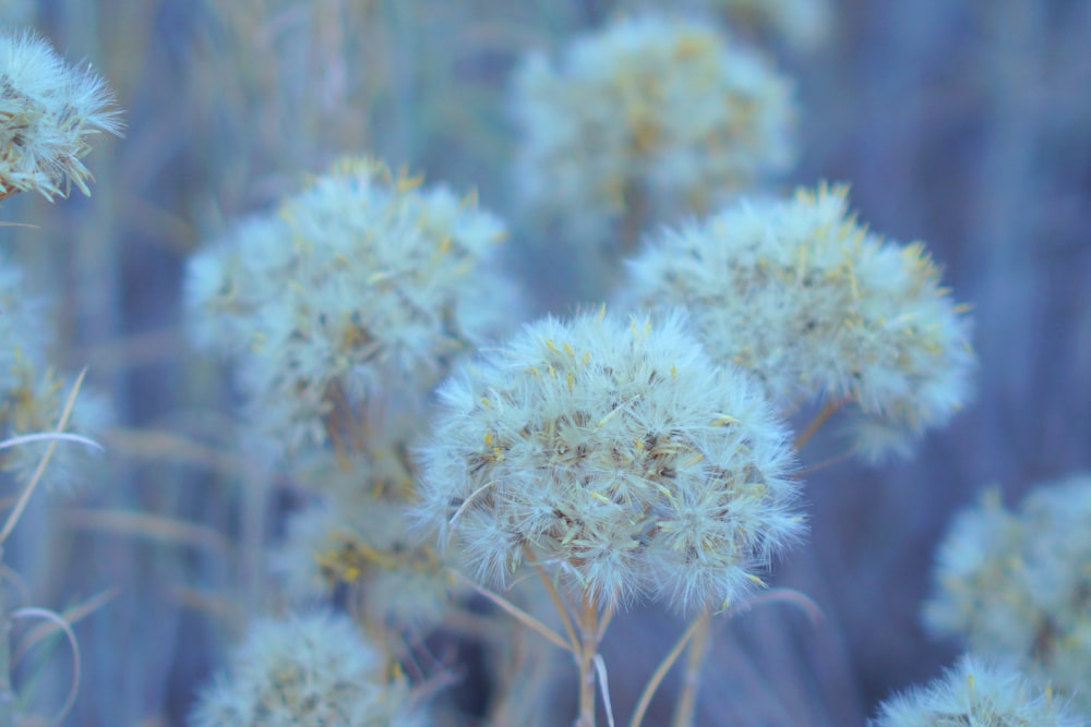 white flowers in tilt shift lens