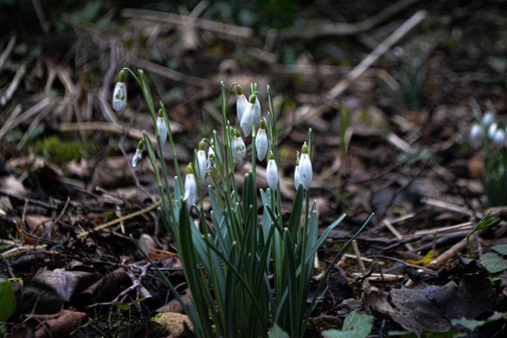 white flowers on brown soil