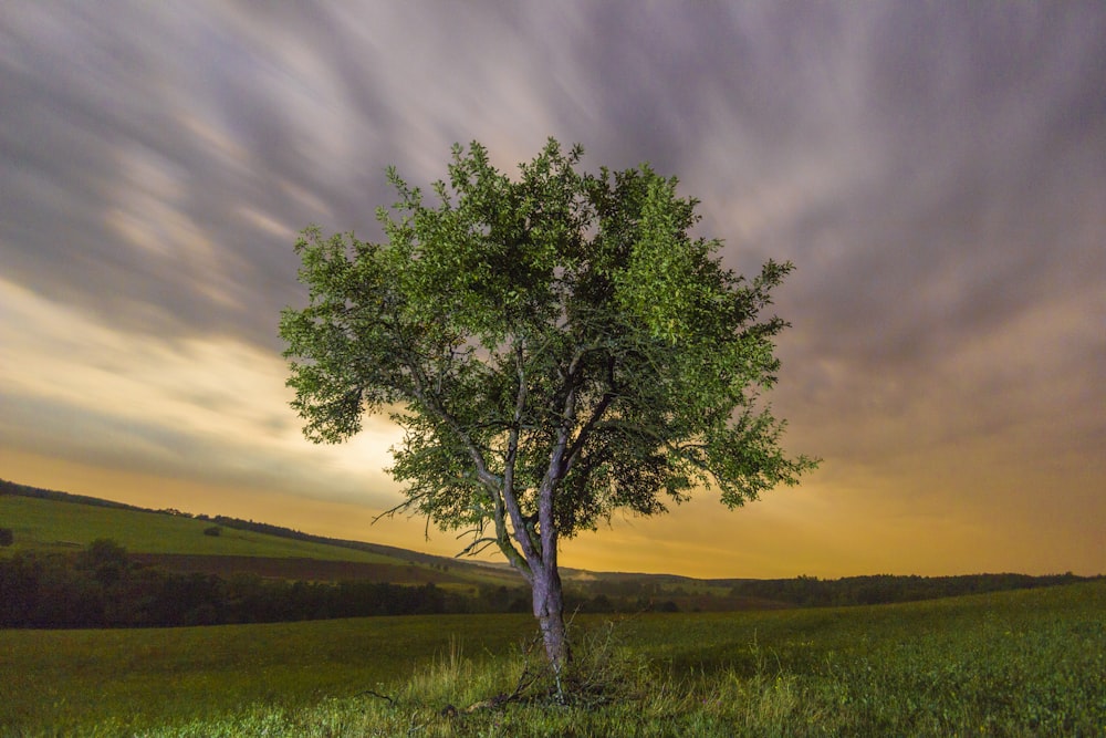 green tree on green grass field under cloudy sky during daytime