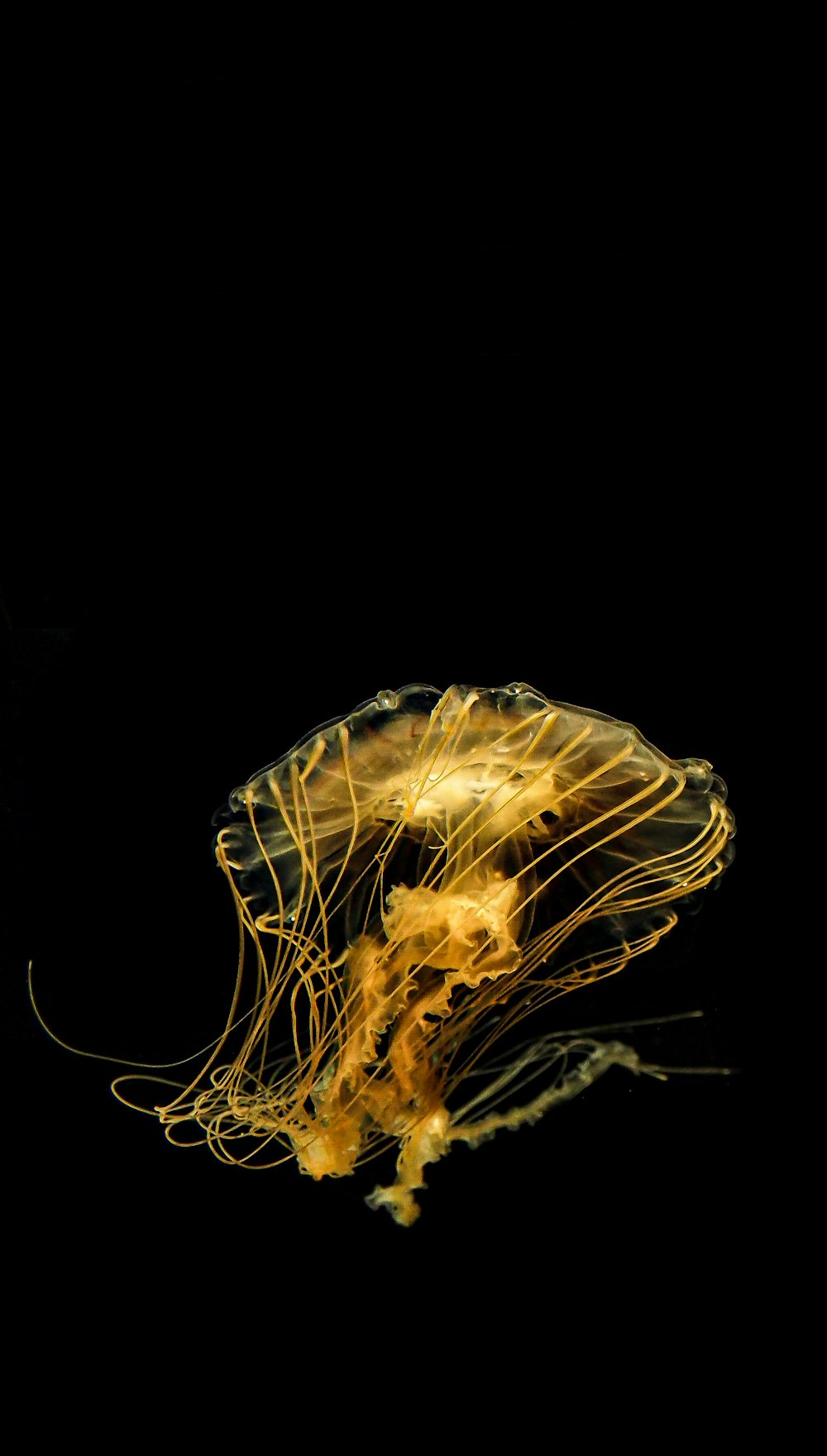 blue jellyfish in white background