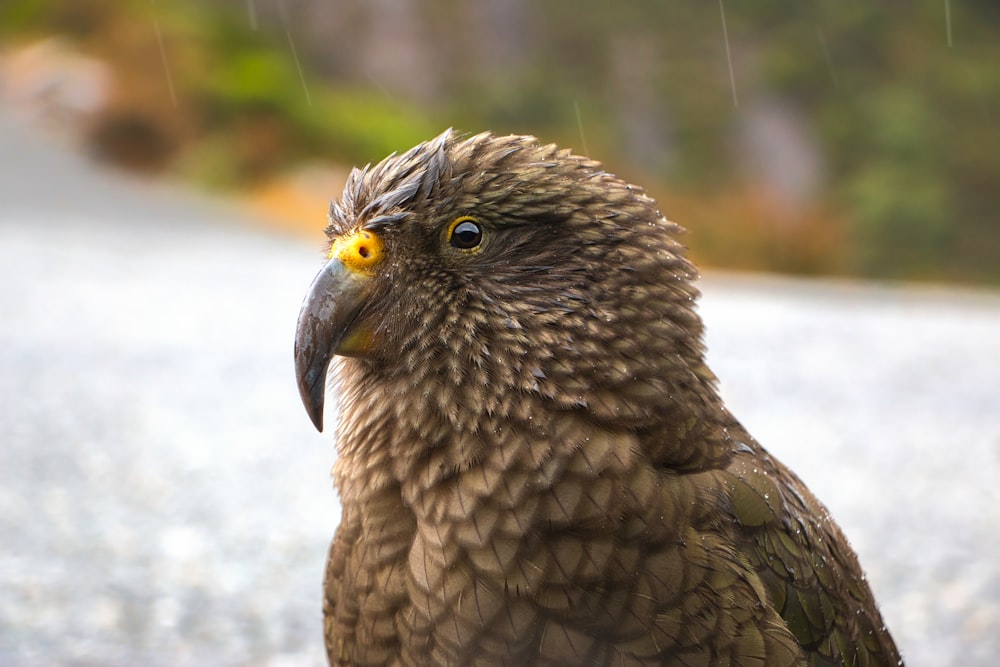 brown and black bird in close up photography