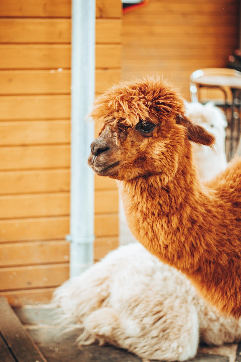 brown llama in front of brown wooden wall