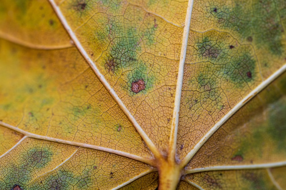 green leaf with water droplets