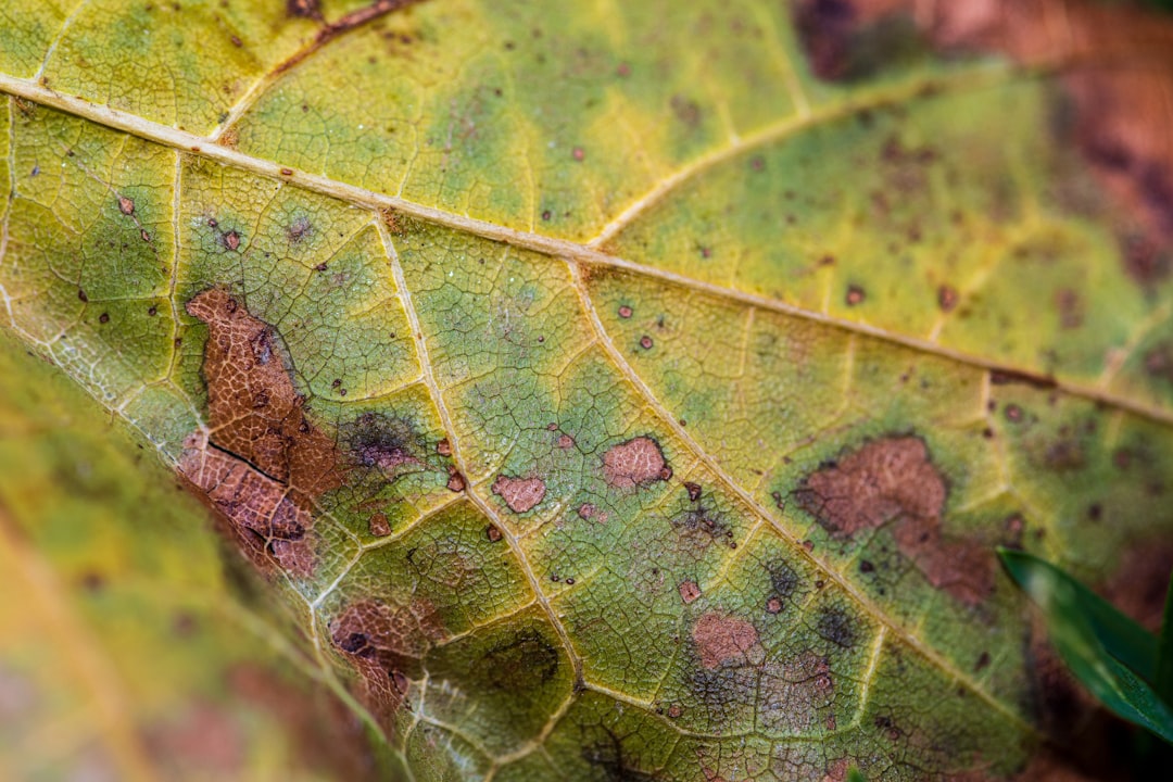 green and brown leaf in close up photography