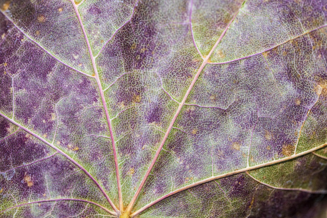 green leaf in close up photography