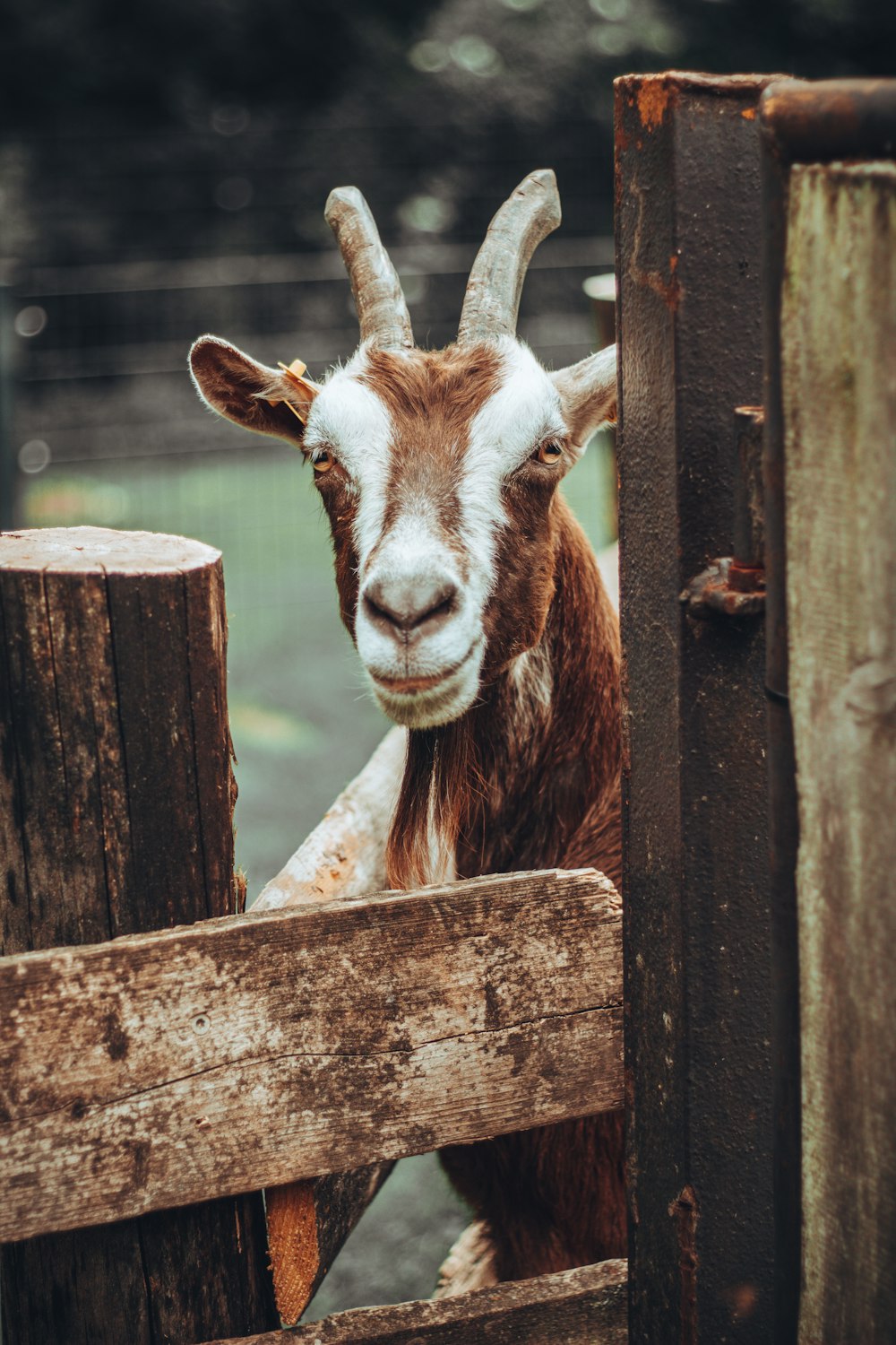 brown and white horse on brown wooden fence during daytime