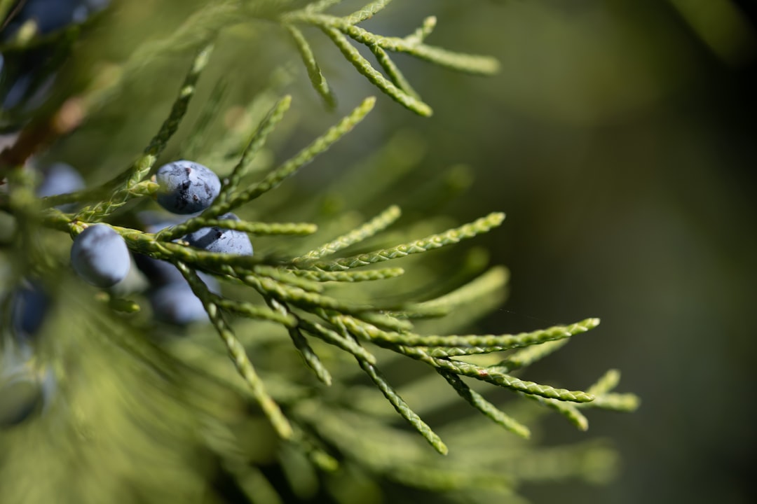 blue and white round ornament on green plant