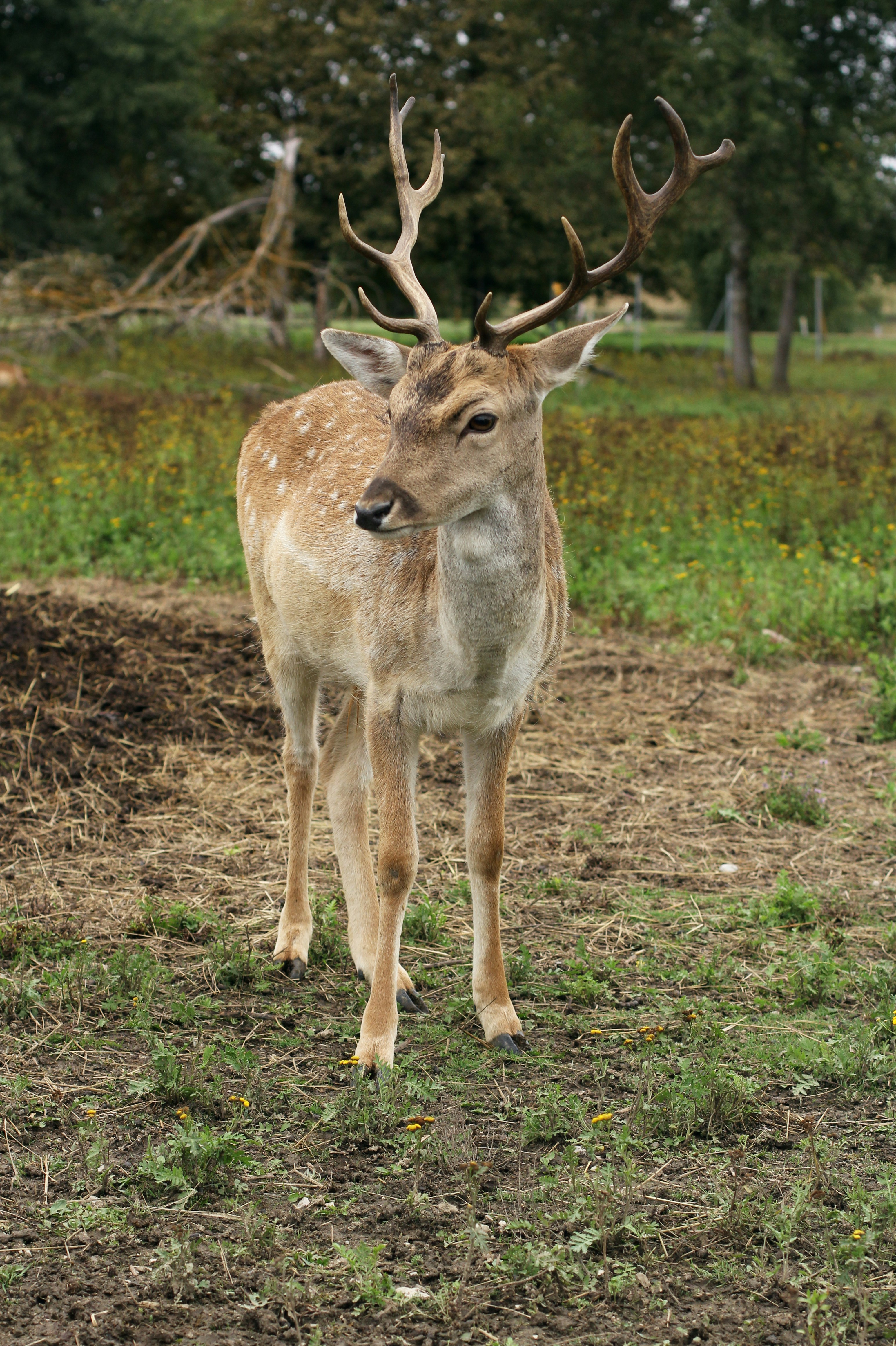Do Deer Eat Mums Flowers UpGardening