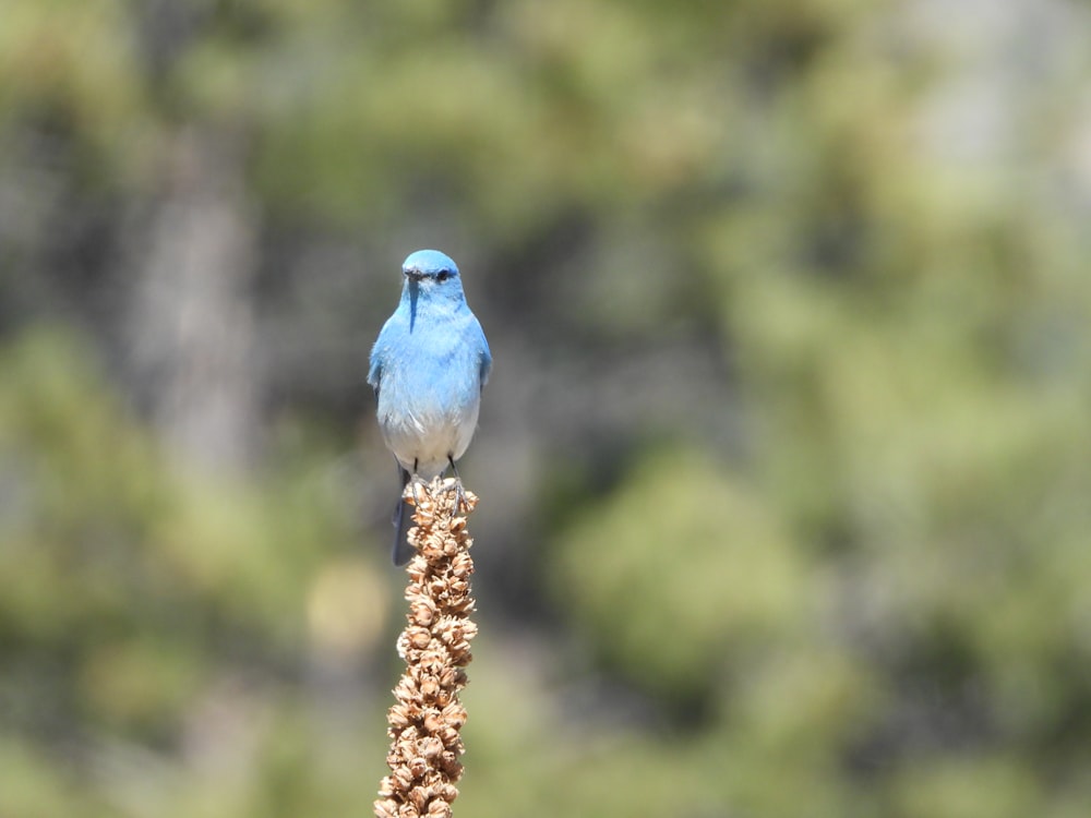 blue bird on brown tree branch during daytime