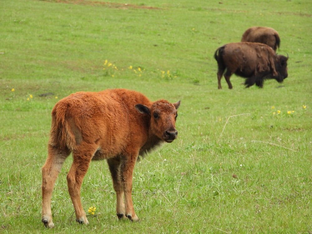 Bisonte marrone sul campo di erba verde durante il giorno